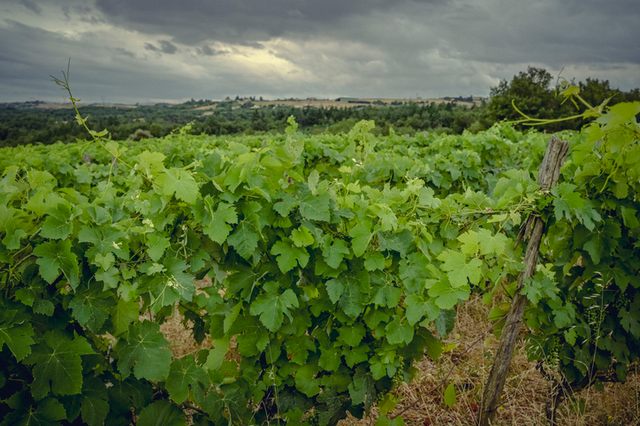 כרם בחבל בורגון צרפת